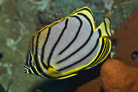 <p>Chaetodon meyeri</p>