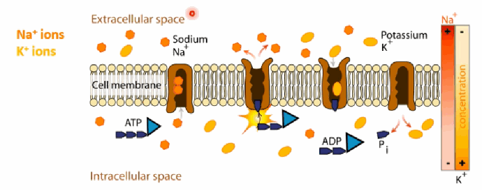 <p>(1) While open intracellularly, the pump binds ATP and 3 intracellular Na+ ions, changing its conformation. (2) ATP is hydrolysed — the pump is phosphorylated and ADP is released. (3) The pump changes conformation again, releasing the 3 Na+ ions into the extracellular space. (4) The pump binds 2 extracellular K+ ions, triggering dephosphorylation and a second conformational change. (5) ATP binds and the 2 K+ ions are released intracellularly. This repeats for as long as ATP is available.</p>