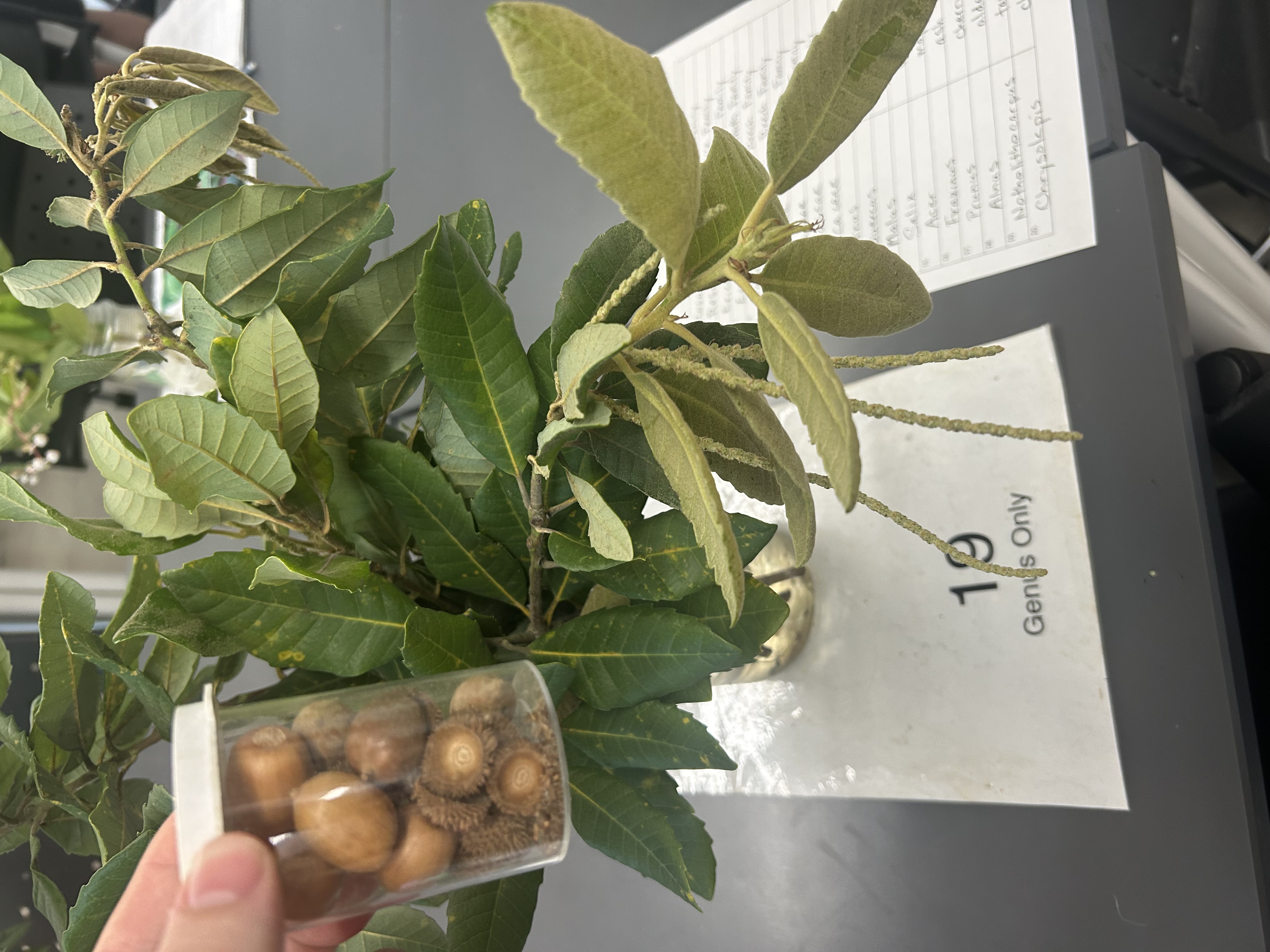 <p>Evergreen oak-like leaves</p>