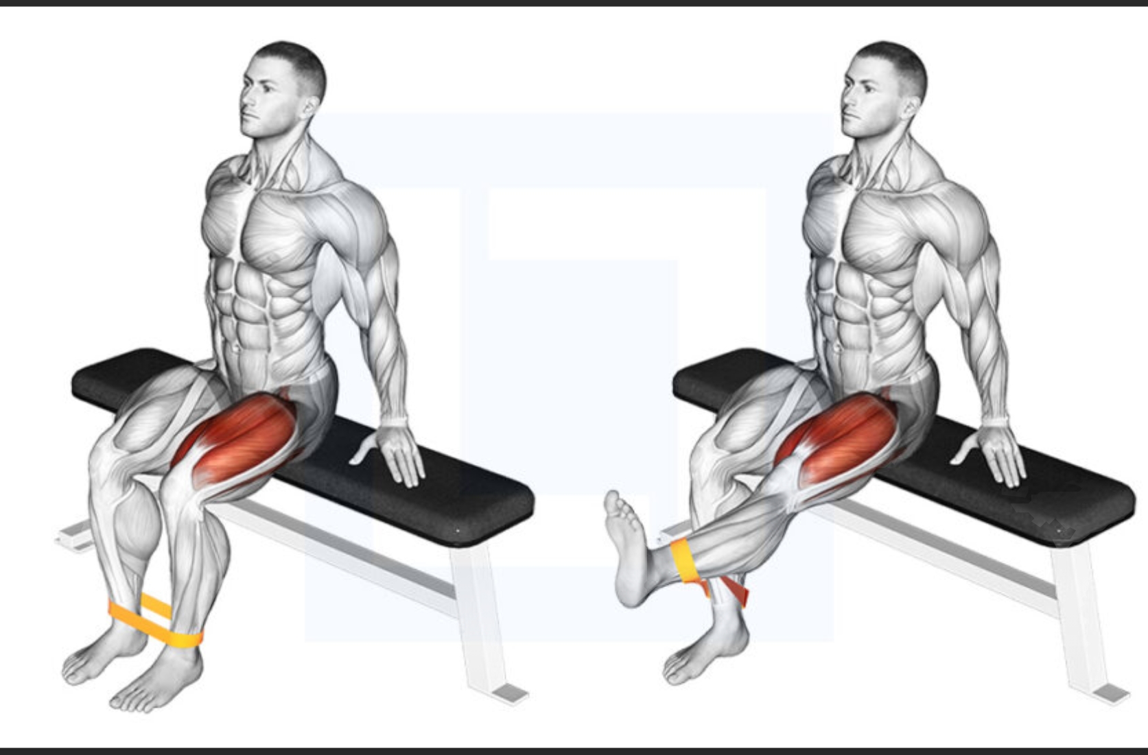<p>form: knee in line with red dot (axis of rotation), have pad above ankles</p><p>muscles: quads → vastus lateralis, medialalis, intermedius, rectus femoris </p><p>progression: sissy squat: knees touch ground</p><p>regression: band wrapped around ankles, lift up</p>