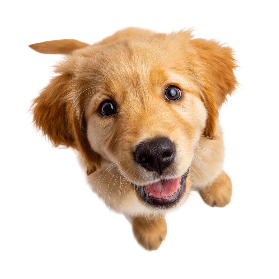 <p>Dog</p>