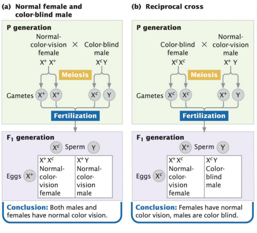 <p>Recessive X-linked gene</p><ul><li><p>X<sup>+</sup> → dominant wildtype (colour vision)</p></li><li><p>X<sup>c</sup> → colour blindness</p></li></ul><p></p>