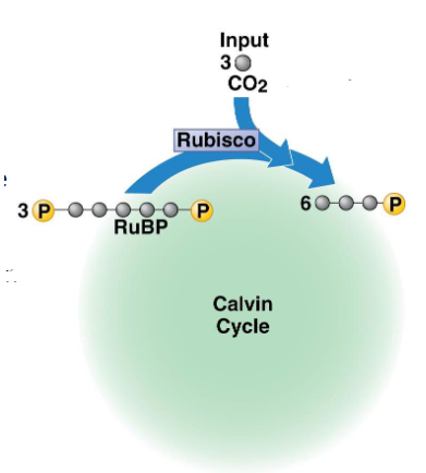 <ul><li><p>CO2 is attached to RuBP</p></li><li><p>Done using enzyme <strong>rubisco</strong></p></li><li><p>The resulting 6-carbon molecule is unstable so it immediately splits into two 3-carbon molecules</p></li></ul><p></p>