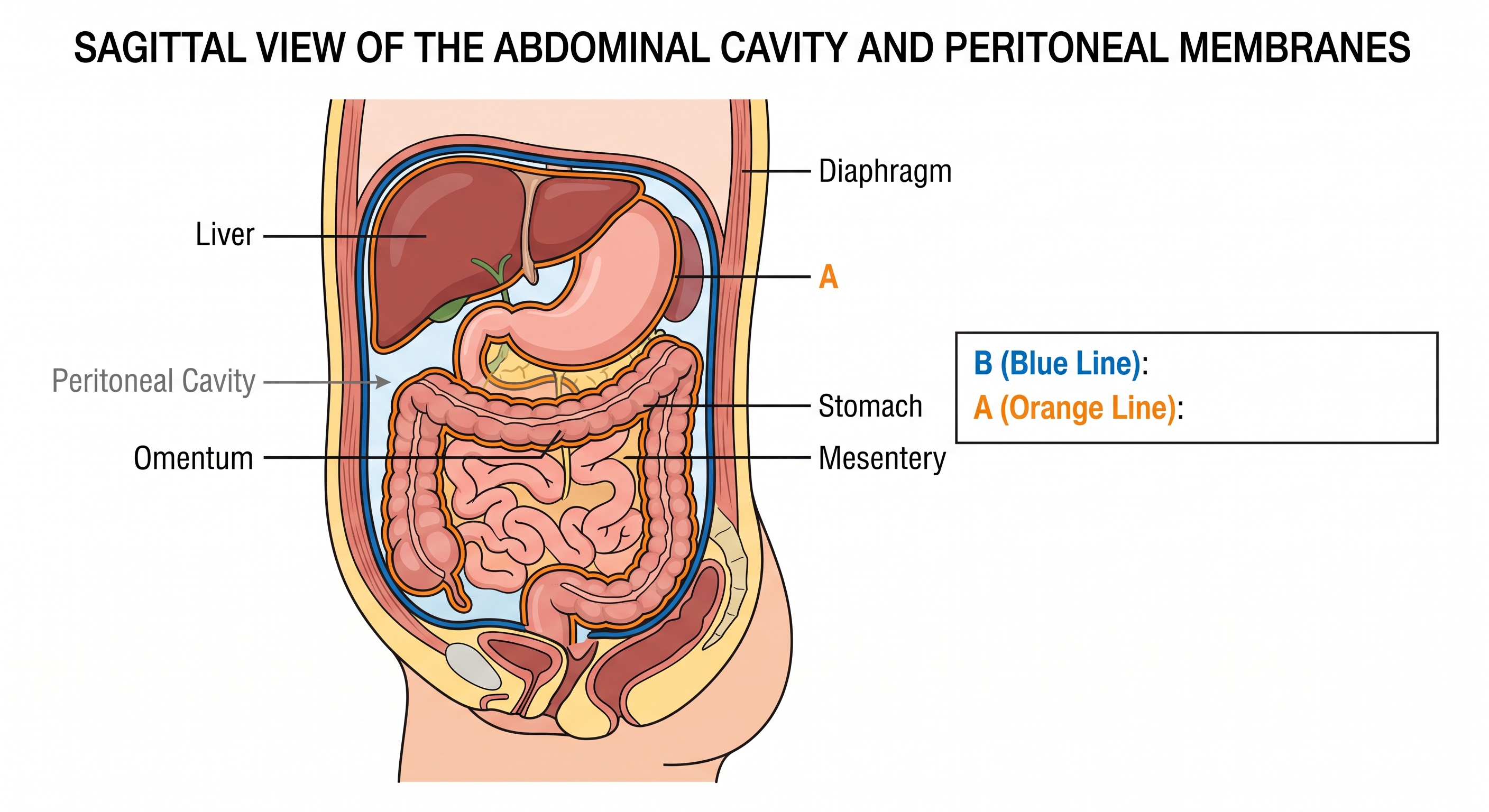 <p>What Part of the Abdominal Cavity Membrane is B?</p>