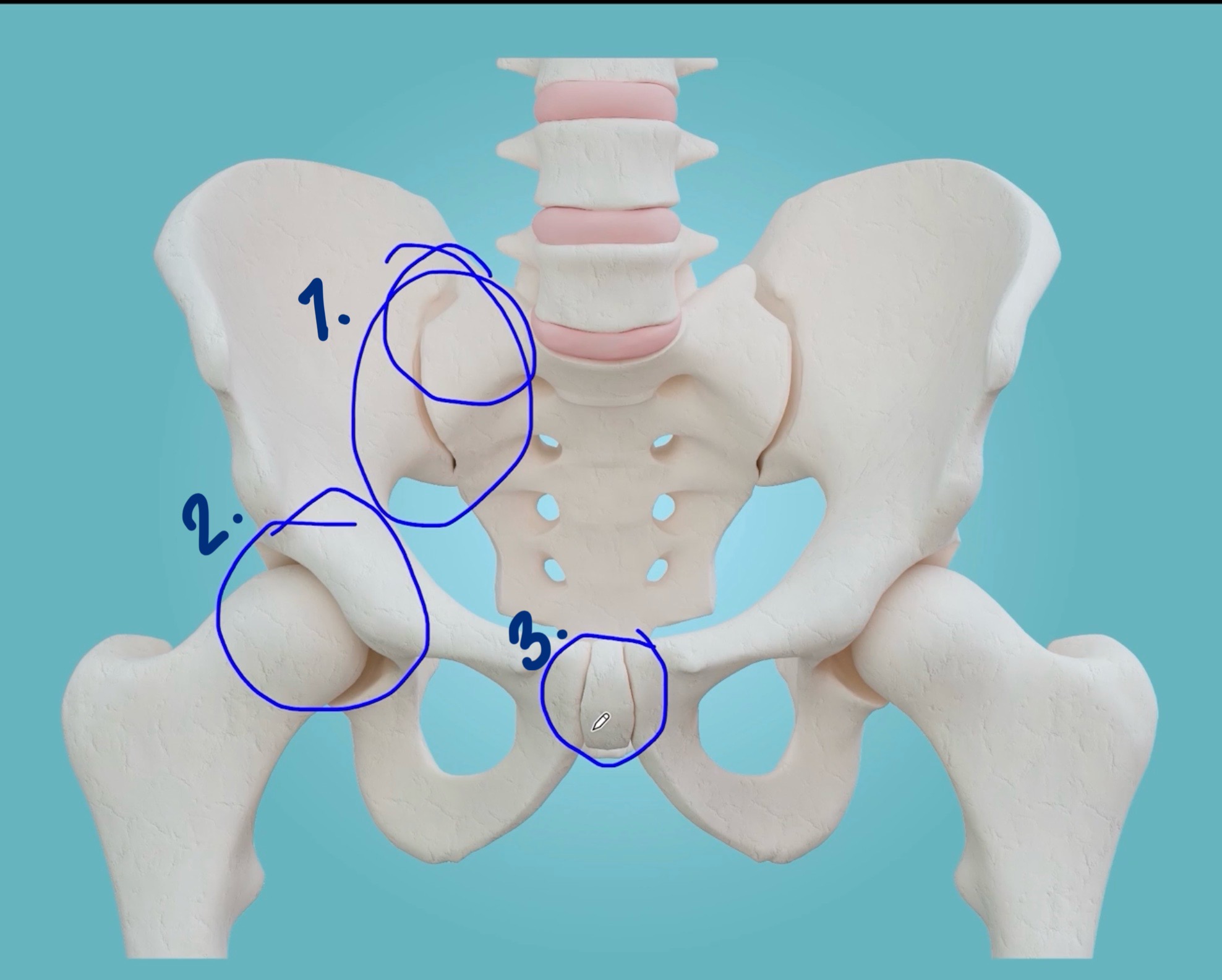 <p><em>Sacroiliac joint (SI joint)</em></p>