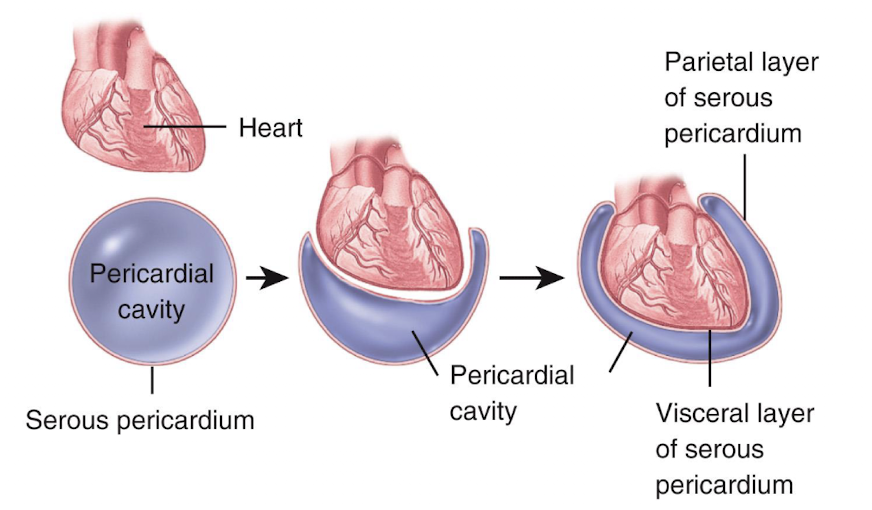 <p>the pericardium</p>
