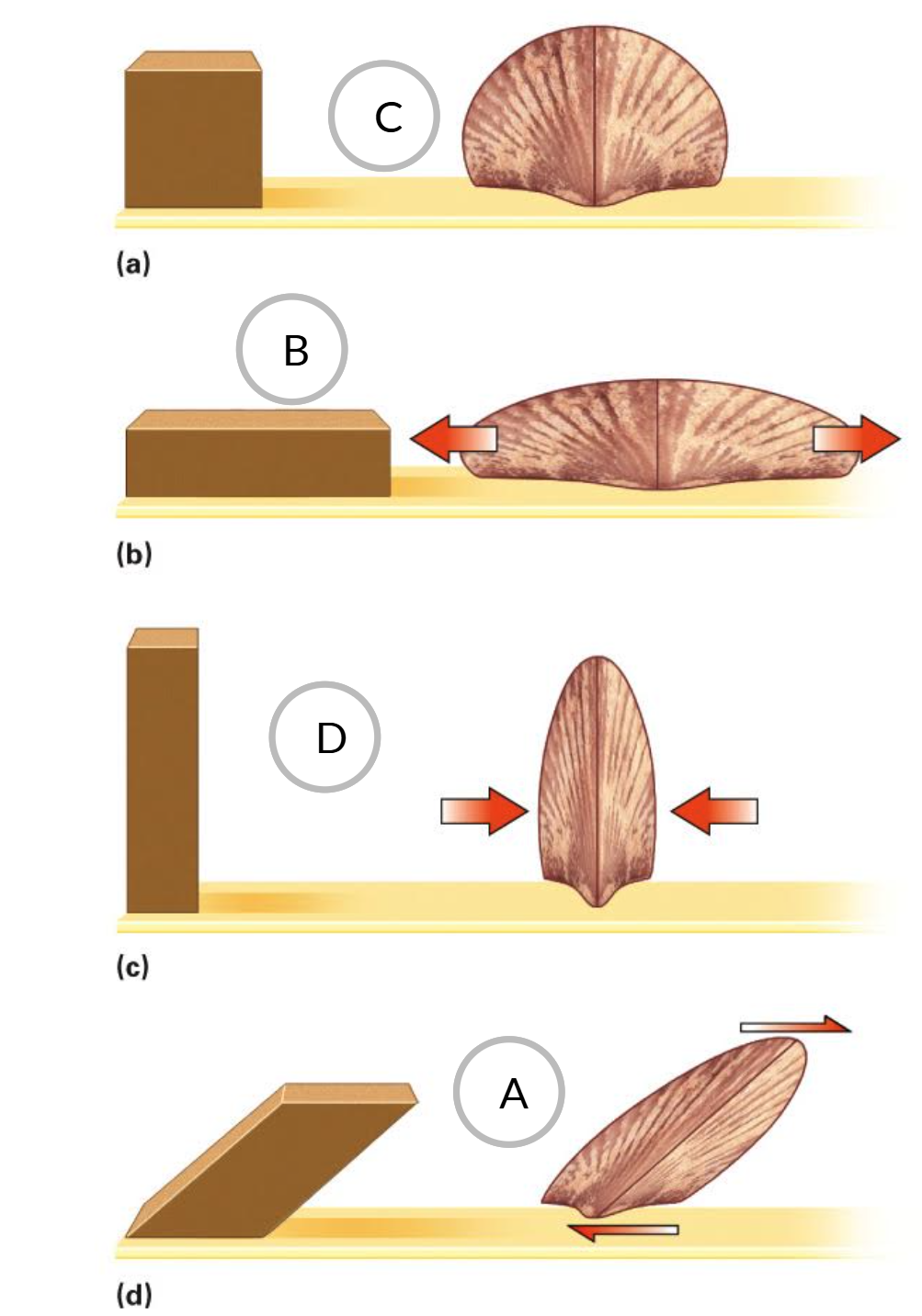 <p>What type of strain is happening with each letter in the photo</p>