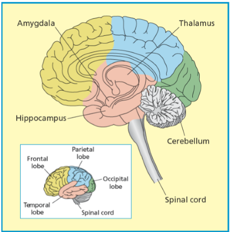 <ul><li><p><span>Hippocampus</span></p></li></ul><p></p>