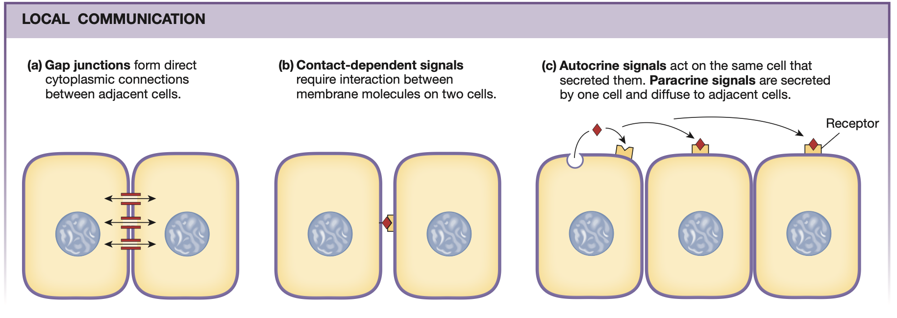 <p>Communication occurs within own or adjacent cells.</p><p><strong><mark data-color="red" style="background-color: red; color: inherit;">Gap junctions</mark></strong>: Signals are sent through gap junctions (think cardiomyocytes &amp; action potential propagation) ← CHEMICAL ARE <strong><u>NOT</u></strong> SENT INTO ECF, HENCE <strong><u>NOT</u></strong> A CHEMICAL SIGNAL</p><p><strong><mark data-color="red" style="background-color: red; color: inherit;">Contact-dependent</mark></strong>: Signals occur through <strong>signal molecules</strong> &amp; <strong>receptors</strong>, requiring brief and direct contact between separate cells ← CHEMICAL ARE <strong><u>NOT</u></strong> SENT INTO ECF, HENCE <strong><u>NOT</u></strong> A CHEMICAL SIGNAL</p><p><strong><mark data-color="red" style="background-color: red; color: inherit;">Paracrine</mark> signalling</strong>: Chemicals are <strong><u>secreted</u></strong> into ECF and bind to receptors of <strong><u>adjacent cells</u></strong></p><p><strong><mark data-color="red" style="background-color: red; color: inherit;">Autocrine</mark> signalling</strong>: Chemicals are <strong><u>secreted</u></strong> into ECF and bind to receptors of <strong><u>own cell</u></strong> — Self-signalling</p><ul><li><p>Some molecules can cause <strong><mark data-color="red" style="background-color: red; color: inherit;">both</mark> paracrine &amp; autocrine</strong> signals</p></li></ul><p></p>