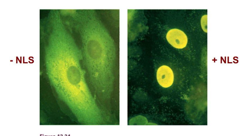 <p><span style="background-color: transparent;"><strong>The Molecular Machinery of Nuclear Import</strong></span></p>