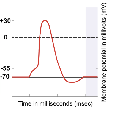 <p>Even as the membrane potential returns to -70 millivolts, some voltage-gated potassium channels remain open. This ongoing outflow of potassium ions leads to a more negative membrane potential than the resting state. However, these voltage-gated potassium channels eventually close, leaving only leak channels and the sodium-potassium pumps to maintain ion balance. Regardless of the starting point, when only leak channels and pumps are active, the membrane potential returns to the resting value of -70 millivolts. This sequence marks the completion of the action potential process. </p>
