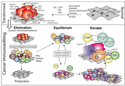 <p>Elimination is not effective, leads to more replication of cancer cells, however the body is able to control it.</p>