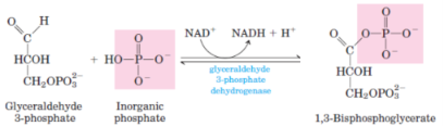 <p>6th step of glycolysis and of gluconeogenesis</p><p>catalysed by <span style="background-color: transparent;"><strong>glyceraldehyde 3-phosphate dehydrogenase</strong></span></p>