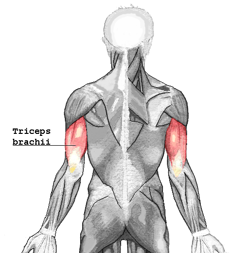 <p>aka triceps, is formed from three division</p>