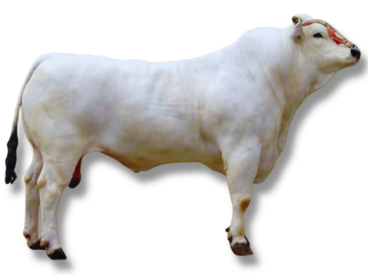 <ul><li><p>beef or draft</p></li><li><p>Italy</p></li><li><p>Tallest breed, white coat, used for meat and draft</p></li></ul><p></p>