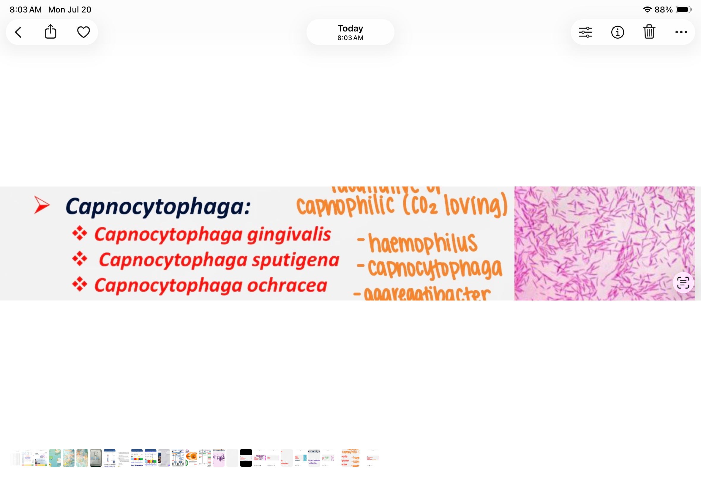 <p>gram negative, rods, facultative or capnophilic</p>