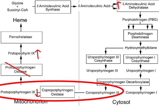 <ul><li><p>acute hepatic </p></li><li><p><strong>mut. PPOX </strong>(protoporphyrinogen) → <strong>PPIX excess </strong>in urine</p><ul><li><p>dx: inc. plasma porphyrins</p></li></ul></li><li><p>symptoms: photosensitive + blister, neurovisceral attack, inc. ALA synthase</p></li></ul><p></p>