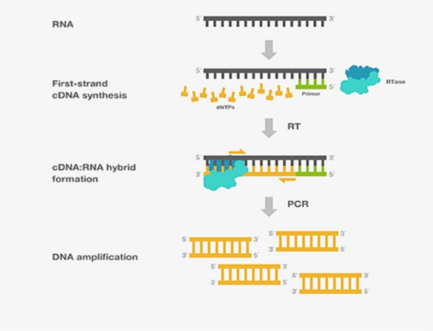 <p>mRNA is converted to cDNA in order to do PCR</p><p>- can be done in 1 or 2 tubes</p>