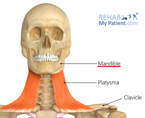 <p>Insertion: lower margin of <strong>mandible</strong>.</p><p>Action: Tenses skin of neck.</p>