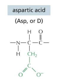 <p></p><ul><li><p>acidic (negative charge)</p></li></ul><p></p>