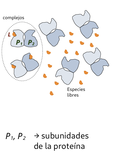 <p>La proteína es generalmente <strong>multimérica</strong>, y al menos <strong>homodimérica</strong> (con subunidades idénticas P<sub>1</sub>, P<sub>2</sub>)</p>