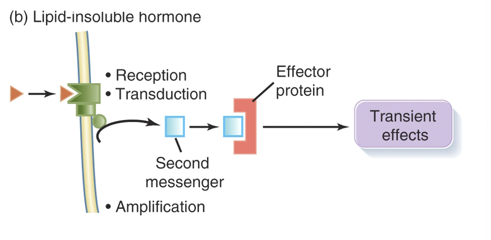 <ul><li><p>Hormones that bind to surface receptors, generating secondary messengers that mediate quick cellular responses.</p></li><li><p>Three groups:</p><ul><li><p>Cyclic Nucleotide Monophosphates (cNMP)</p><ul><li><p>cAMP (adenosine 3’,5’-cyclic monophosphate)</p></li><li><p>cGMP (guanine 3’,5’-cyclic monophosphate)</p></li></ul></li><li><p>Inositol Phospholipids</p><ul><li><p>1,4,5-triphosphate (IP3)</p></li><li><p>1,2-diacyglycerol (DAG)</p></li></ul></li><li><p>Ca+2</p></li></ul></li></ul><p></p>