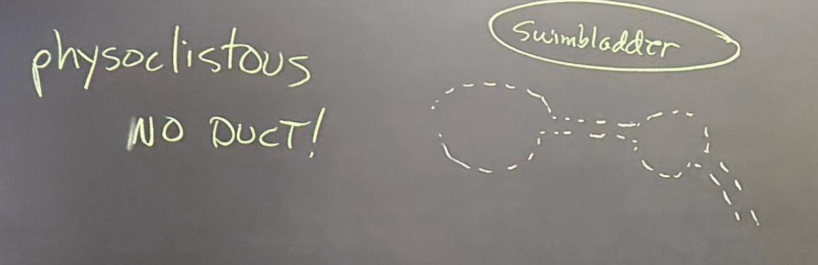 <ul><li><p>Filled with gas from the blood/circulatory system</p></li></ul><p></p><p>ie. spiny-rayed teleosts—Neoteleost fishes: Acanthopterygii, sunfishes, perch, most marine fishes</p>