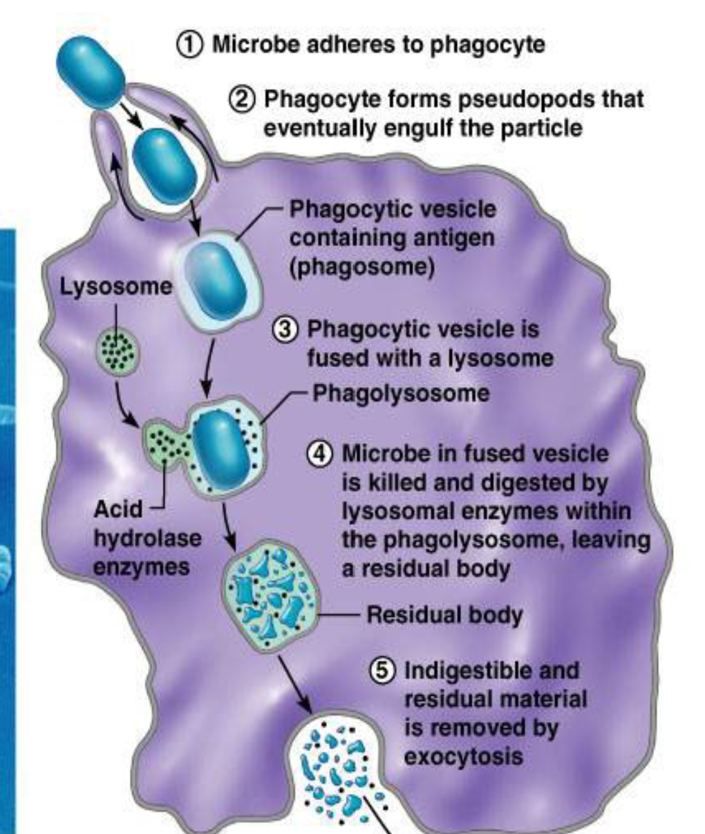 <ul><li><p>A neutrophil uses its membrane to make a pseudopod to ingest pathogens. </p></li><li><p>A lysosome creates particles to destroy the pathogen. </p></li><li><p>After it is destroyed, the debris is called the residual body, which is then dumped before another cell is eaten.</p></li></ul><p></p>