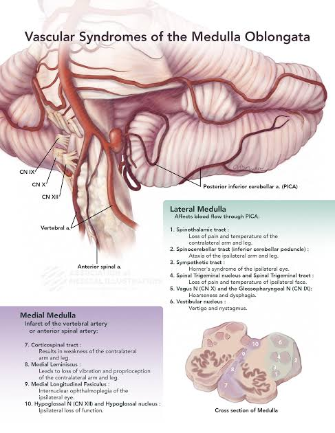 <p>Medulla oblongata ellátási területei</p>