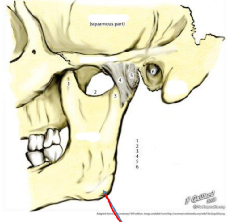 knowt flashcard image