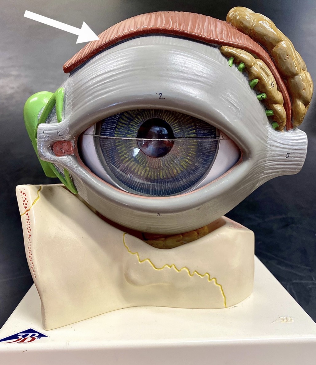 <p><span>name the RED structure at the end of the arrow's point</span></p>