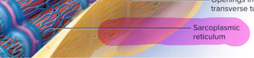 <p>Smooth ER that forms network around each myofibril and stores calcium ions, playing a crucial role in muscle contraction</p>