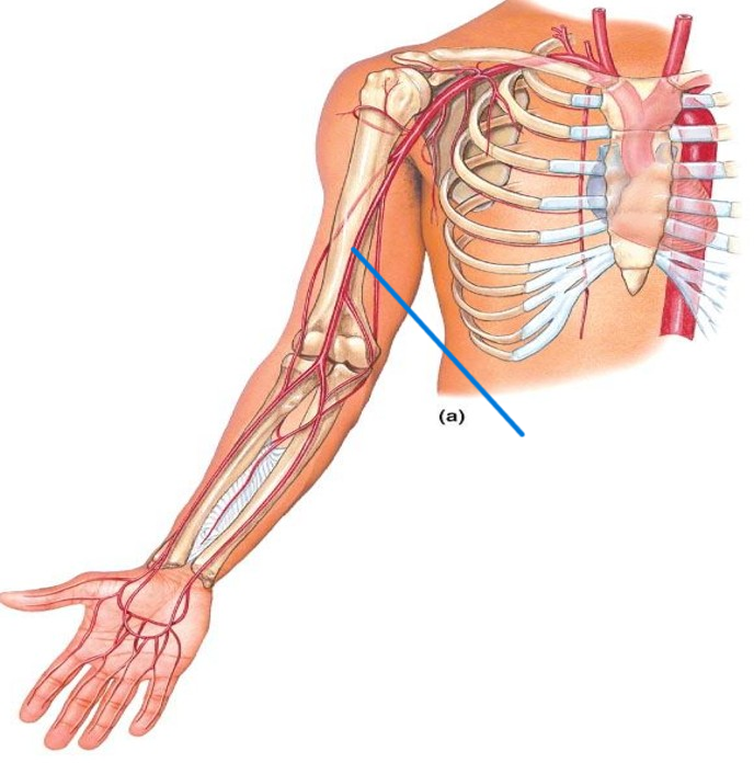 <p>Name the artery</p>