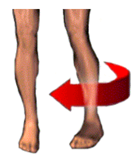 <p>_____ rotation is a movement that brings the anterior surface of the limb toward the midline of the body</p>