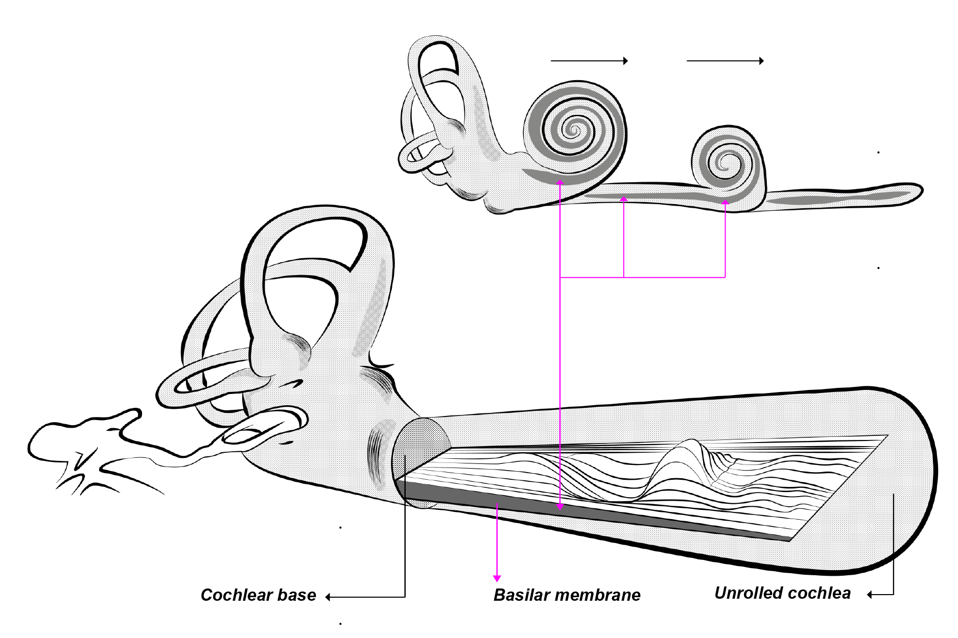 <p>The <strong>basilar membrane</strong> is a horizontal lining of fibres extending down towards the <strong>cochlear apex</strong>. Its <em>structure changes</em> as it moves towards the cochlear apex and is called <strong><mark data-color="purple" style="background-color: purple; color: inherit;">tonotopical organisation</mark></strong>.</p><p></p><p><strong><em><u>Base of cochlea:</u></em></strong></p><ul><li><p>Shorter fibres, more taut &amp; rigid</p></li><li><p>Thicker fibres</p></li><li><p><mark data-color="yellow" style="background-color: yellow; color: inherit;">Less flexible</mark></p><ul><li><p>Requires <strong><em><u>more energy and force</u></em></strong> to be moved by cochlear fluid</p></li><li><p><mark data-color="red" style="background-color: red; color: inherit;">Vibrates at </mark><strong><mark data-color="red" style="background-color: red; color: inherit;">shorter wavelengths, high frequencies, higher pitch, higher amplitude</mark></strong></p></li></ul></li></ul><p></p><p><strong><em><u>Apex of cochlea:</u></em></strong></p><ul><li><p>Longer fibres, more floppy &amp; malleable</p></li><li><p>Thinner fibres</p></li><li><p><mark data-color="yellow" style="background-color: yellow; color: inherit;">More flexible</mark></p><ul><li><p>Requires <strong><em><u>less energy and force</u></em></strong> to be moved by cochlear fluid</p></li><li><p><mark data-color="red" style="background-color: red; color: inherit;">Vibrates at </mark><strong><mark data-color="red" style="background-color: red; color: inherit;">lower wavelengths, lower frequencies, lower pitch, lower amplitude</mark></strong></p></li></ul></li></ul><p></p>