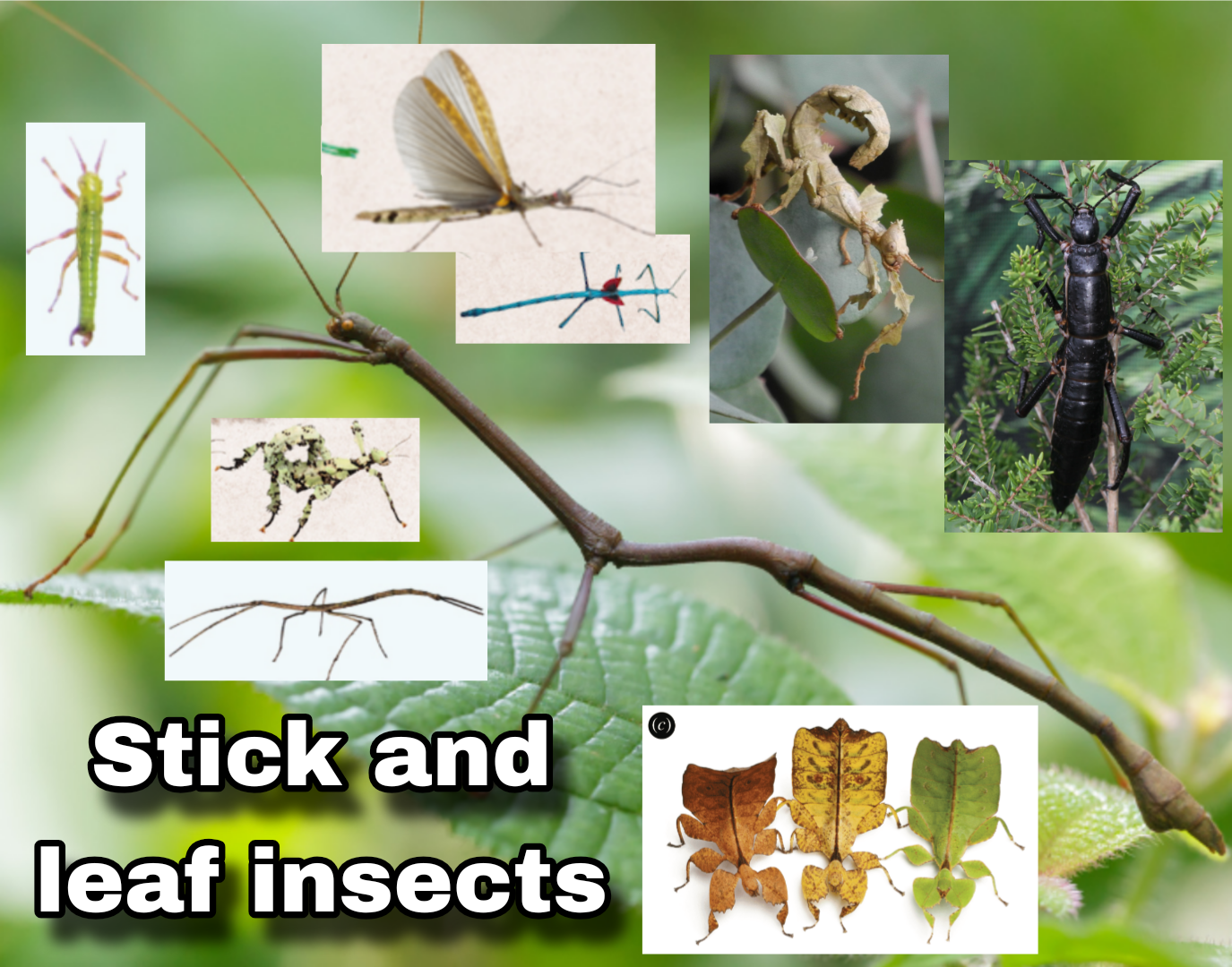 <p>Stick and leaf insects</p>