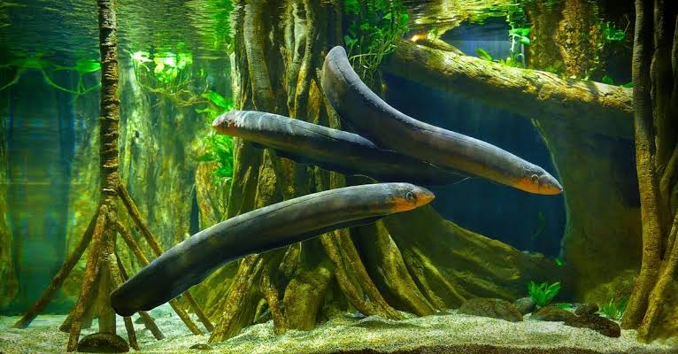 <p>electric eel</p>