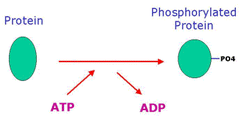 <p>An enzyme that phosphorylates a molecule</p>