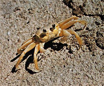 <p>What is the common name and scientific name of this organism </p>