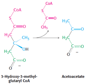<p>3rd step of ketone bodies synthesis</p><p>catalysed by <span style="background-color: transparent;"><strong>hydroxymethylglutaryl CoA cleavage enzyme</strong></span></p>