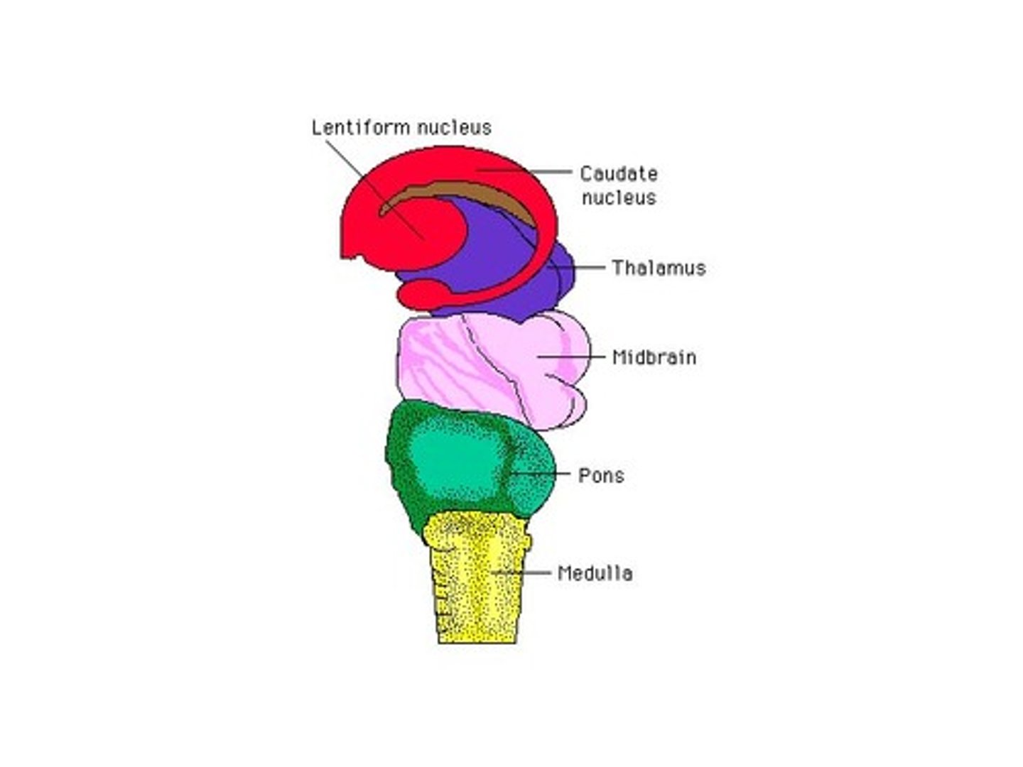 <p>the brain stem regulated vital basic functions like regulation of heart rate, breathing, sleeping, and eating</p>