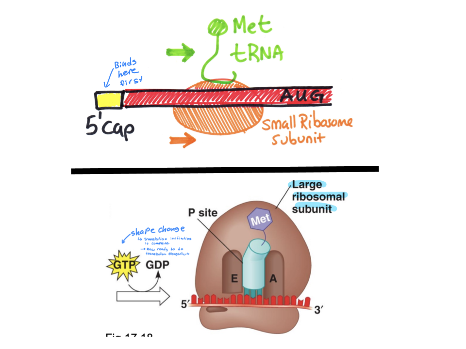 <p>Ribosome binding site is the 5’ cap, which is located one UTR away from the start codon (start codon will be the AUG closest to the RBS). The small subunit of the ribosome first binds to the 5’ cap, and the tRNA<sup>Met</sup><sub>i</sub> binds to the small subunit. The subunit and tRNA complex must “slide” across the mRNA, scanning the bases until the start codon (AUG) is reached, and the tRNA will bind to the start codon.</p><p>The hydrolysis of GTP changes the shape of the small subunit, allowing the large subunit to bond. The tRNA and AUG codon bonded complex will fit into the P site of the large subunit, acting as a base ready to form a longer chain of amino acids. </p>