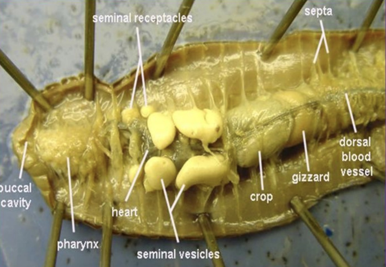 <p>Left the right, Top to bottom</p><p>Seminal receptacles, septa</p><p>Buccal cavity, pharynx, heart, seminal vesicles, crop, gizzard, dorsal blood vessel</p>