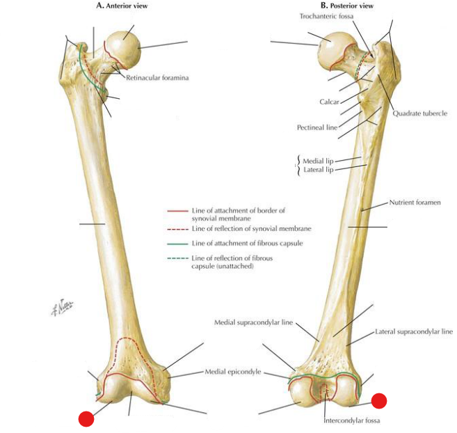 <p>Identify the structure pinned</p>