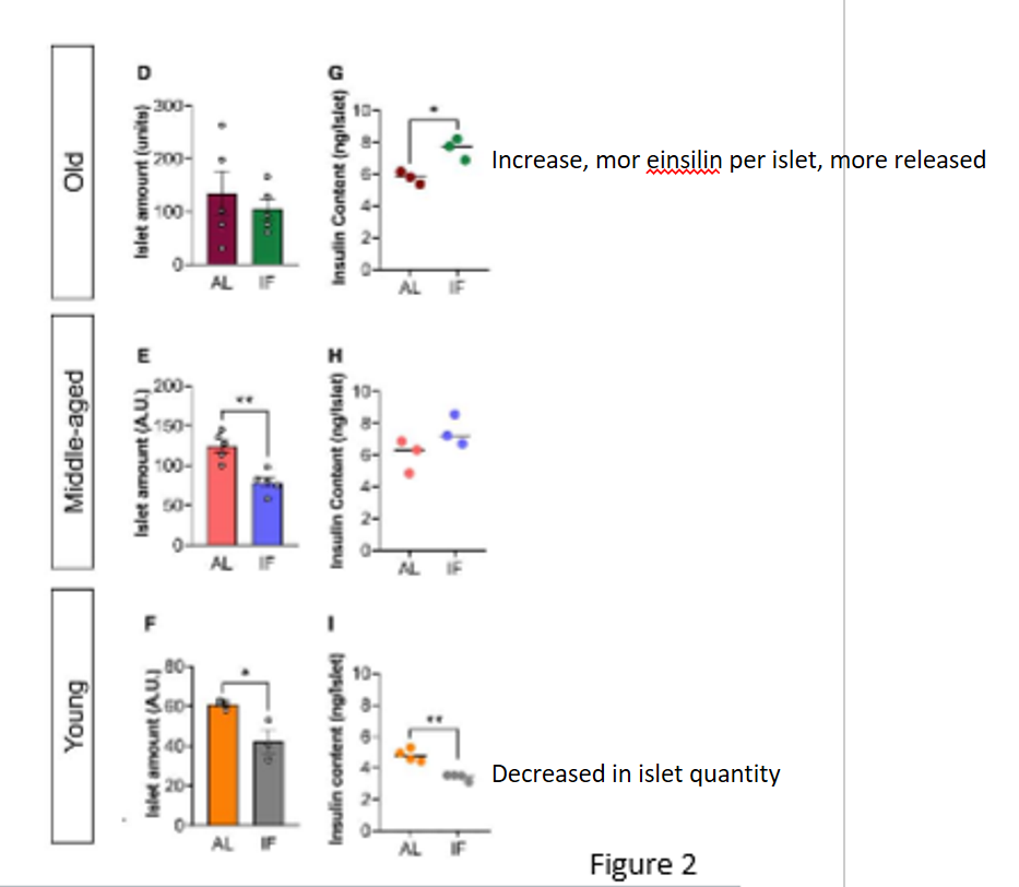 <p>unchanged in old mice (more insulin content in islets of old mice that underwent IF); decreased in middle-aged and young mice compared to control, also less insulin content in islets of young mice that underwent IF</p>