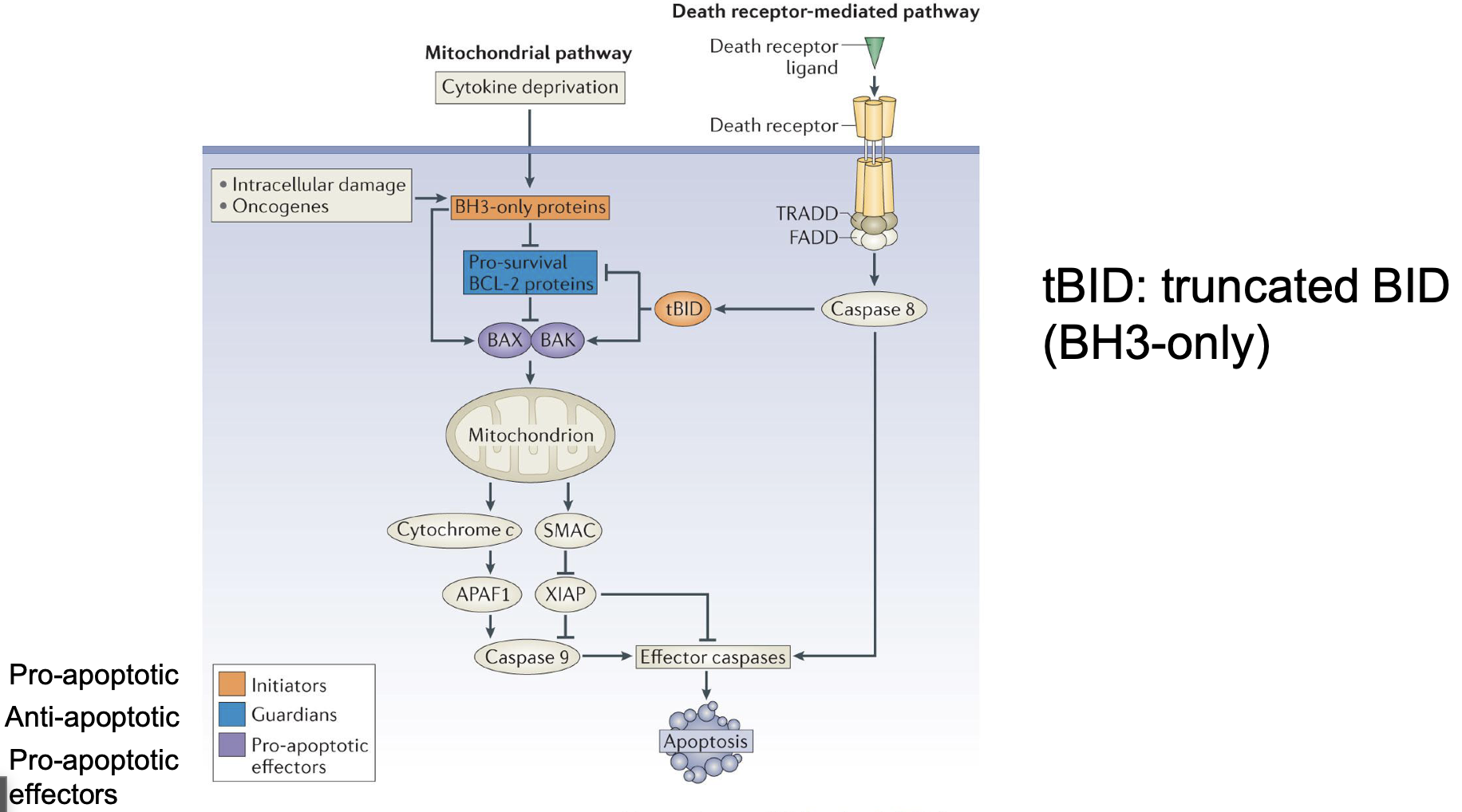 <p>By tBID</p><p></p>