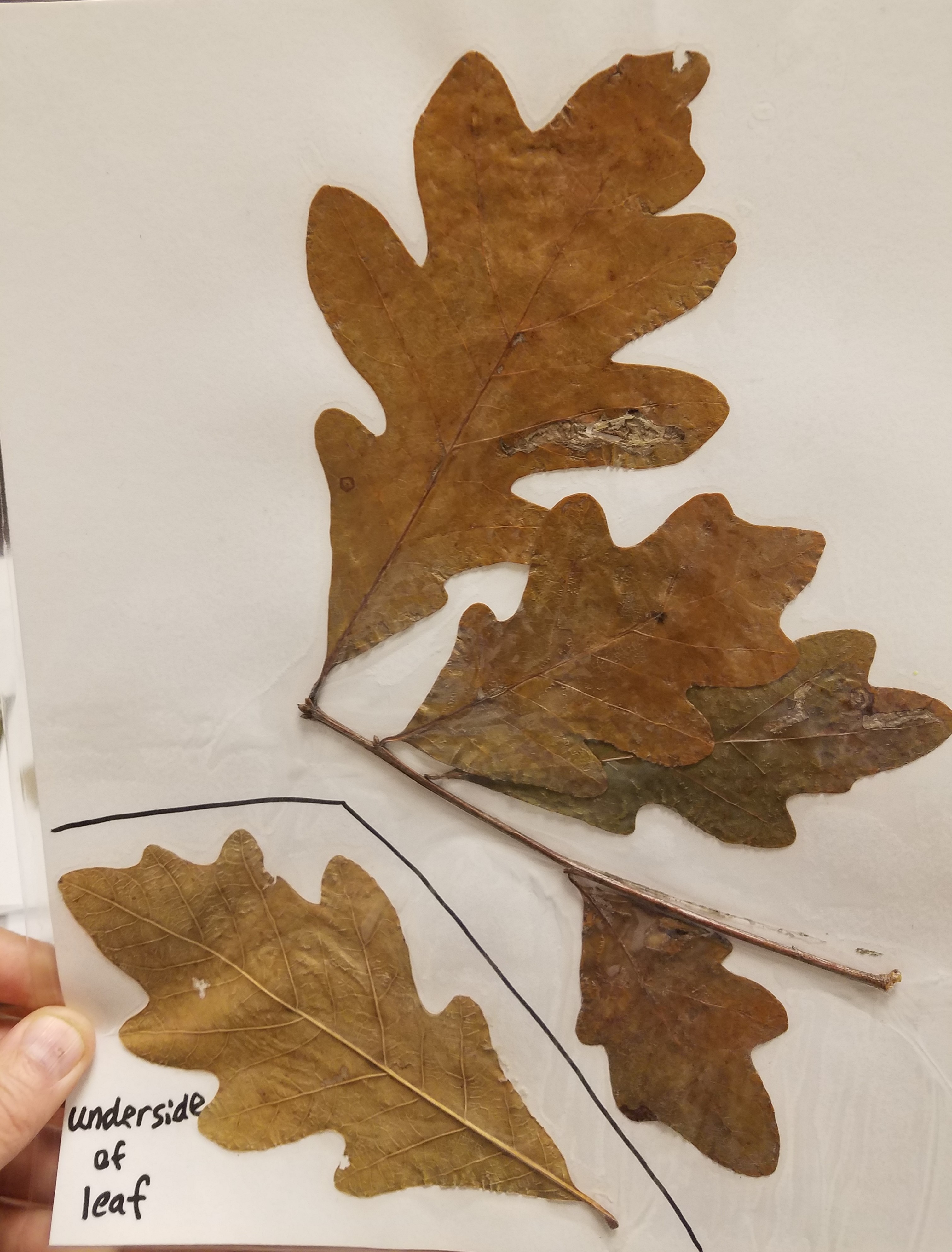 <p>What is the common name?</p>
