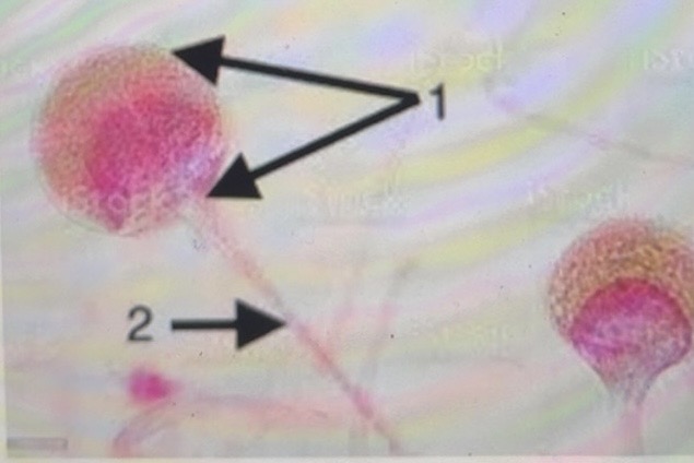 term image