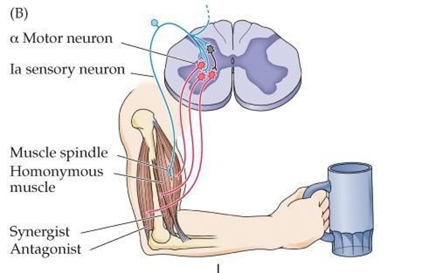 <p>Ia afferents sense stretch and stimulate α motor neurons, leading to muscle contraction.</p>