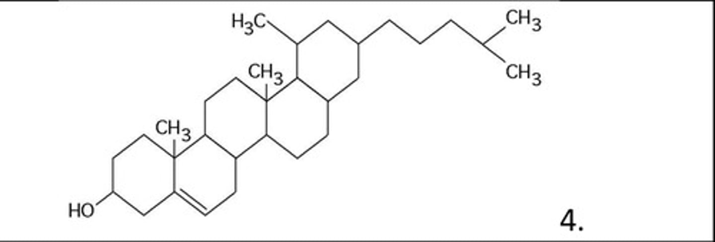 <p>cholesterol</p>